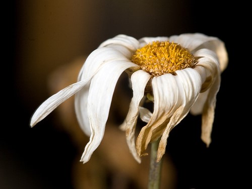 Withering Flower